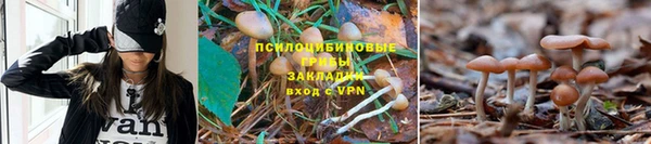сатива Арсеньев
